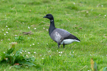 Bernache cravant,.Branta bernicla, Brant Goose,