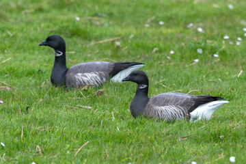 Bernache cravant,.Branta bernicla, Brant Goose,