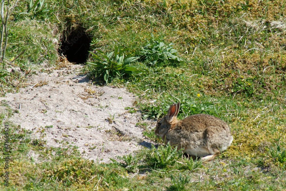 Poster Lapin de garenne, terrier,  Oryctolagus cuniculus