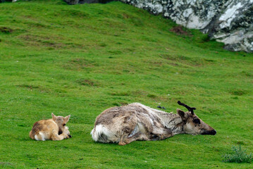 Fototapeta premium Renne / Rangifer tarandus / Femelle et jeune