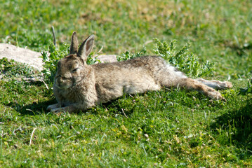 Lapin de garenne, Oryctolagus cuniculus