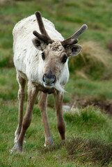 Renne,  Rangifer tarandus