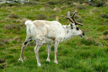 Renne,  Rangifer tarandus