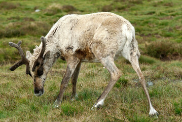 Renne,  Rangifer tarandus