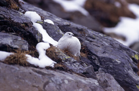 Ptarmigan (Lagopus mutus) Pernice bianca