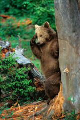 Ours brun, Ursus arctos