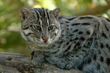 Chat viverrin, Chat pêcheur, Prionailurus viverrinus