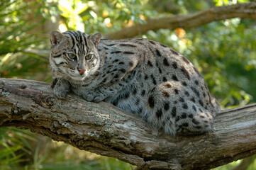 Chat viverrin, Chat pêcheur, Prionailurus viverrinus