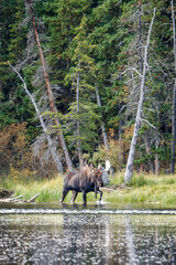 Bull moose in Colorado by a lake, with trees and grass in the background