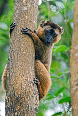 Lémur à collier roux, Eulemur collaris,  Madagascar