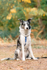Beautiful Border Collie dog breed in the park.