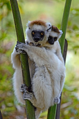 Propithèque de Verreaux, femelle et jeune, Propithecus verreauxi, Madagascar