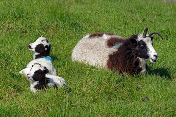 Obraz premium Chèvre , femelle et jeune, Capra hircus hircus