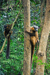 Lémur à collier roux, Eulemur collaris,  Madagascar