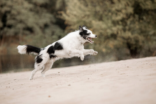 Border Collie dog running. Fall season. Dog in autumn.