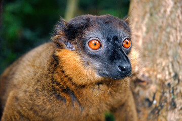 Lémur à collier roux, Eulemur collaris,  Madagascar