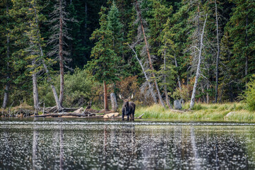 Bull moose in Colorado by a lake, with trees and grass in the background