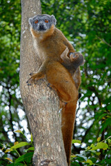 Lémur à collier roux, Eulemur collaris,  Madagascar