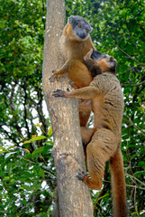Lémur à collier roux, Eulemur collaris,  Madagascar