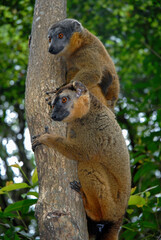 Lémur à collier roux, Eulemur collaris,  Madagascar