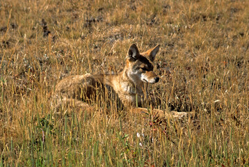 Coyote, Canis latrans, Parc national du Yellowstone, USA,