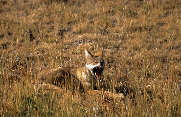 Coyote, Canis latrans, Parc national du Yellowstone, USA,