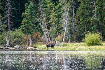 Bull moose in Colorado by a lake, with trees and grass in the background