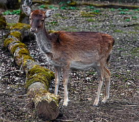 Fallow deer female. Latin name - Dama dama	