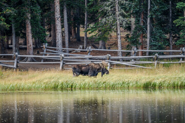 Bull moose in Colorado by a lake, with trees and grass in the background