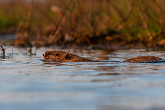 Coipo, Myocastor coypus, La Pampa Province, Patagonia, Argentina.