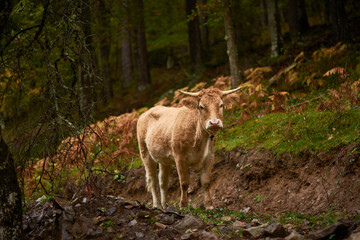 A cow in the beech forest on the way to the Puente Ra waterfalls in the Sierra de Cebollera (La Rioja). Spain