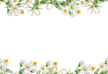 Watercolor white daisy seamless border isolated. Chamomile. Beauty products and botany set, cosmetology and medicine. For d
