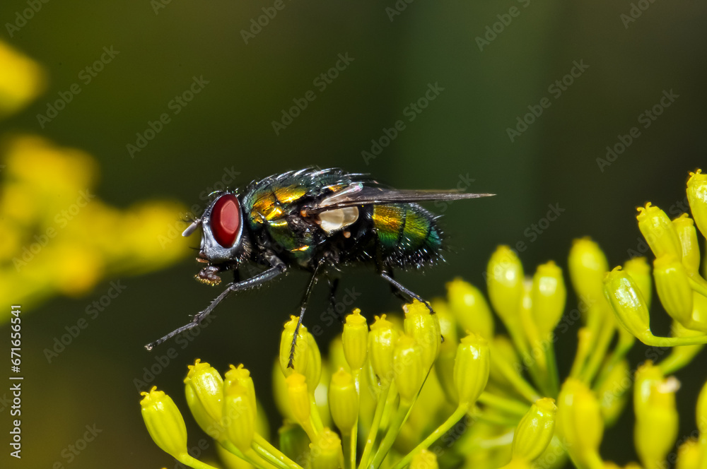 Wall mural detailed macro photo of a black fly