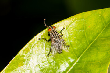 Detailed macro photo of a black fly