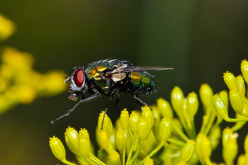 Detailed macro photo of a black fly