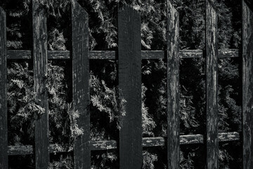 Old forest wooden fence background