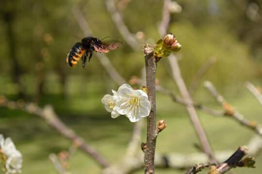 abejorro en flor frutal