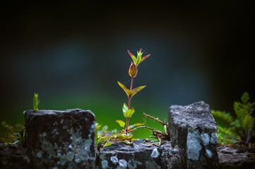 plant on the rock