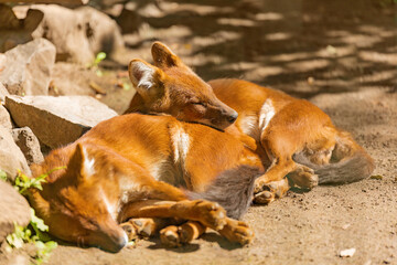 Two sleeping dholes lie near stones in nature on a sunny day. Life of wild animals. Red wolf and mountain wolf - is listed as Endangered on the IUCN Red List, as populations.