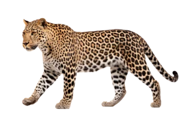 Poster Leopard walking isolated on transparent white background © Photocreo Bednarek
