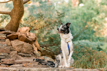 Beautiful Border Collie dog breed in the park.