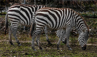 Fototapeta na wymiar Chapman`s zebras grazing on the lawn. Latin name - Equus guagga chapmani
