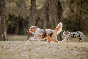 Australian shepherd dog on a walk in the park. Fall season