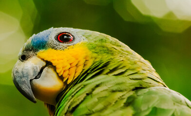 Amazon Rainforest Parrot