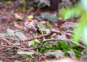 Beautiful California towhee (Melozone crissalis) spotted outdoors in California. Medium-sized songbird with a black head, white belly, and rufous sides. Found in chaparral and oak woodlands throughout