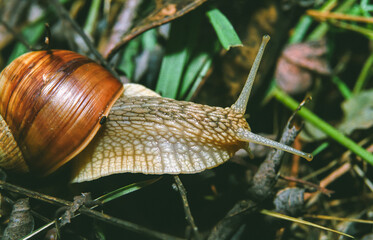 Burgundy snail, Roman snail (Helix pomatia), a large clam with a large curled brown shell