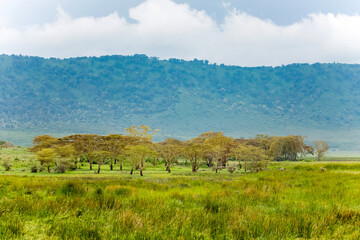 beautiful African landscape with acacia.