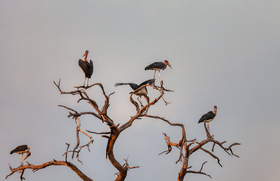 maribu storks standing in a dry dead tree, twilight light and clear sky