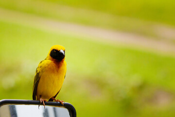 small bright yellow bird with black wings and a black neck