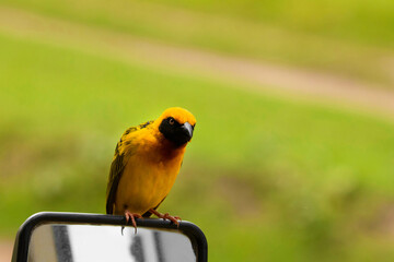 small bright yellow bird with black wings and a black neck